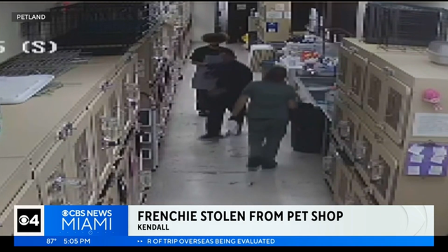 anvato-6397699-man-caught-on-camera-stealing-french-bulldog-from-kendall-petland-store-9-183256.png 