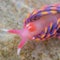 Extremely rare bright rainbow sea slug found in U.K.