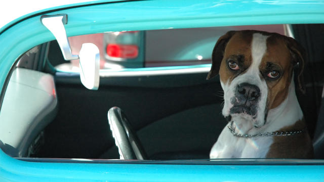 Loveable Dog Driving Car 