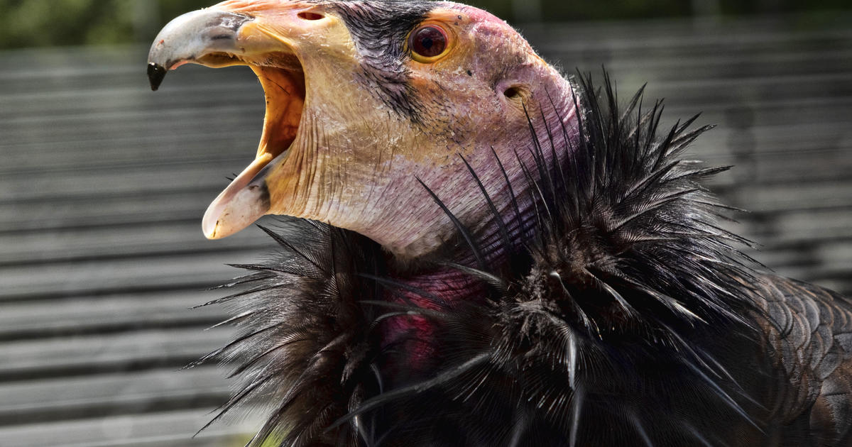 Vaccine authorized for emergency use in critically endangered California condors amid bird flu outbreak