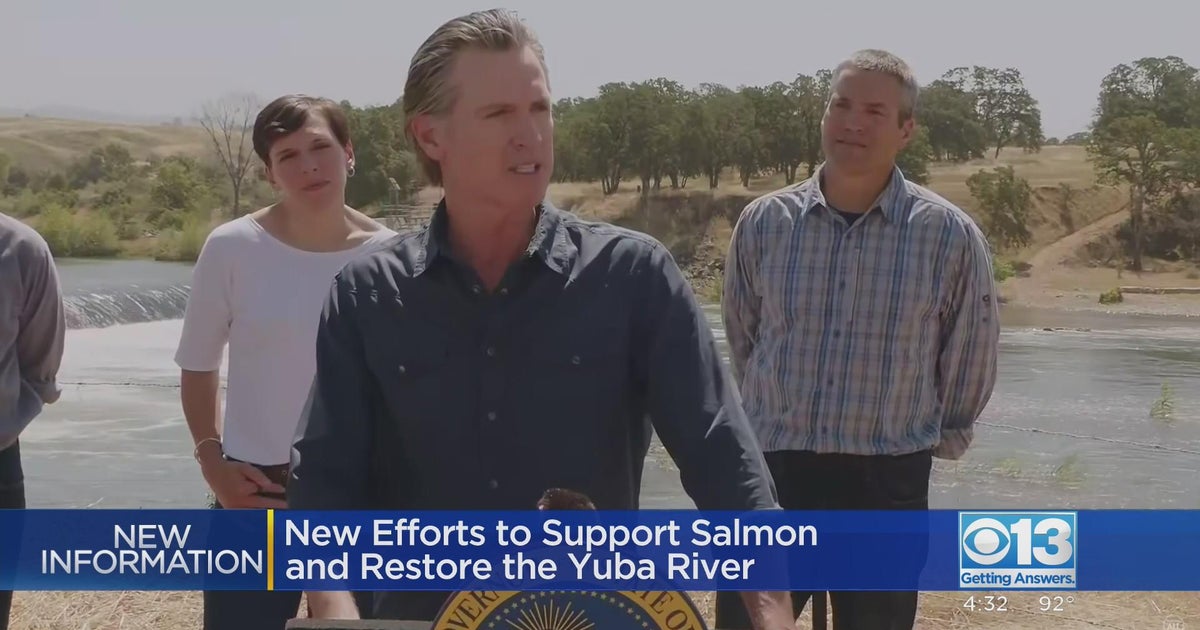 New efforts underway to support salmon and restore Yuba River CBS