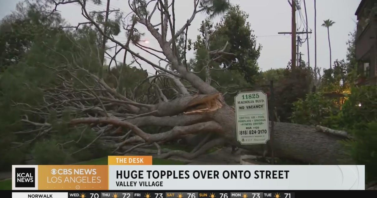 Huge tree falls over near North Hollywood High School in Valley Village ...