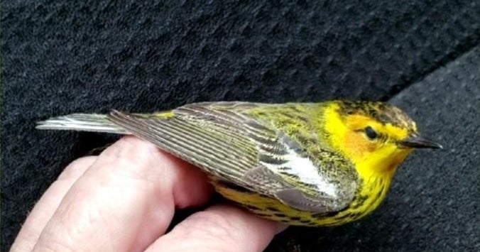 Spring migration and the dangers birds face in Chicago CBS Chicago