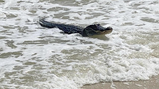 ODD Alabama Ocean Gator 