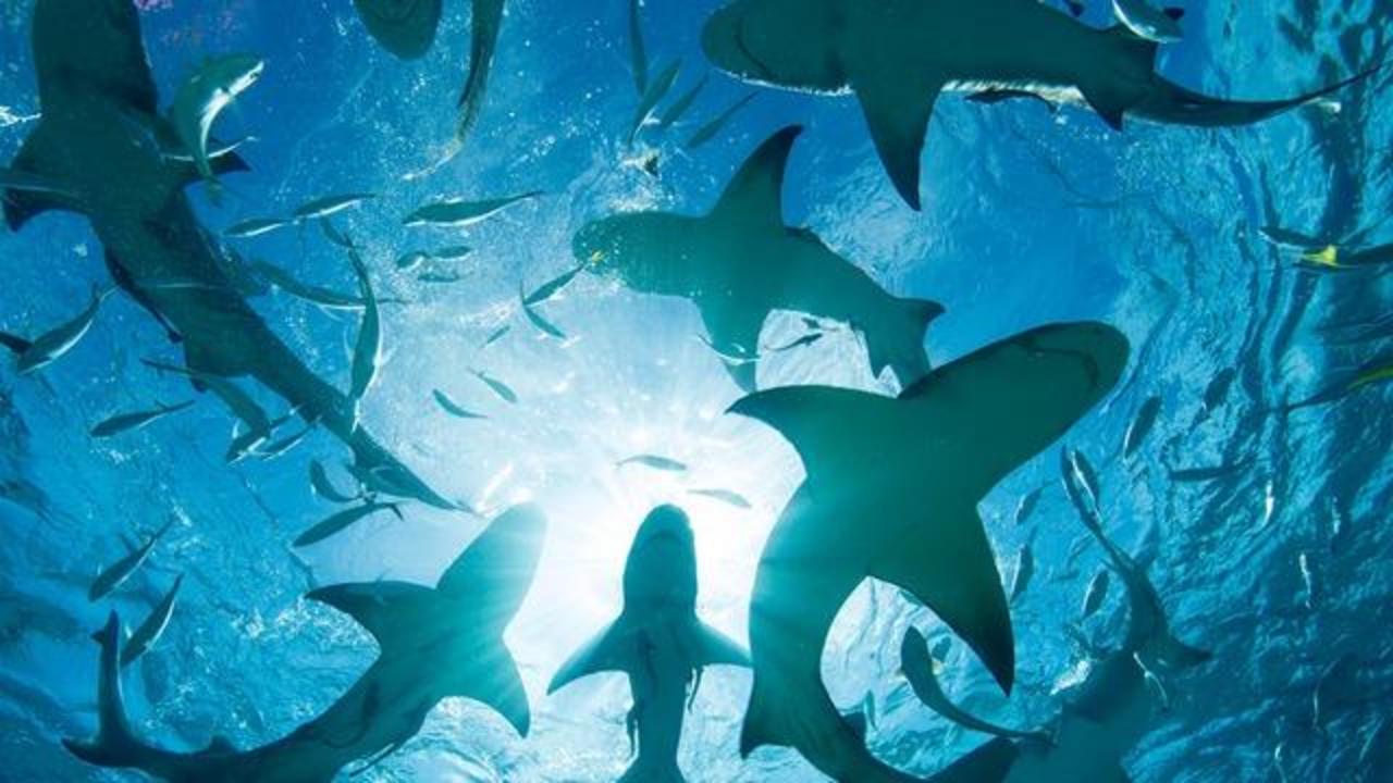 Shark sightings are up, along with ocean temperatures. Here's what to do if  you encounter a shark.