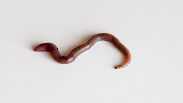 Earthworm on white background. 