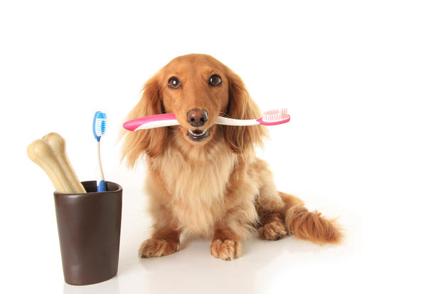 which-pet-insurance-covers-dental.jpg 