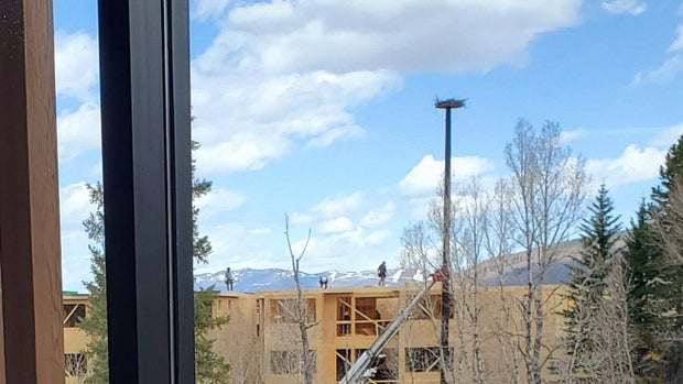 silverthorne-osprey-nest.jpg
