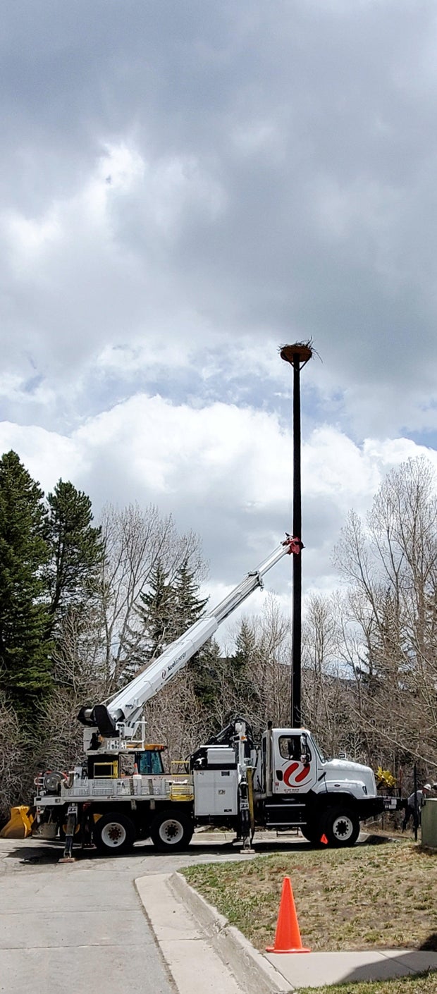 silverthorne-osprey-nest-xcel.jpg