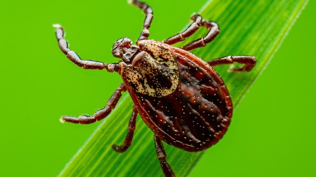 Encephalitis Tick Insect Crawling on Grass. Lyme Borreliosis Disease, Encephalitis, DTV or Powassan Virus Infectious Dermacentor Tick Arachnid Parasite Macro. 