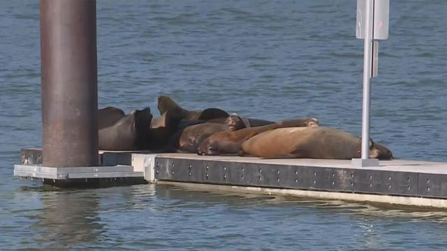 sea-lion-showdown.jpg 