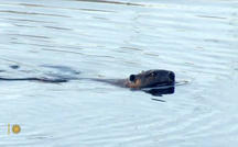 Nature: Beavers in New Jersey 