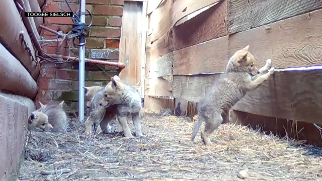 baby-coyotes.png 