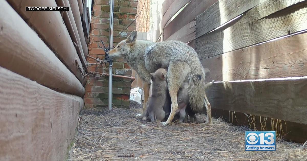 "One of the most amazing learning experiences": Coyote family makes den under South Lake Tahoe home