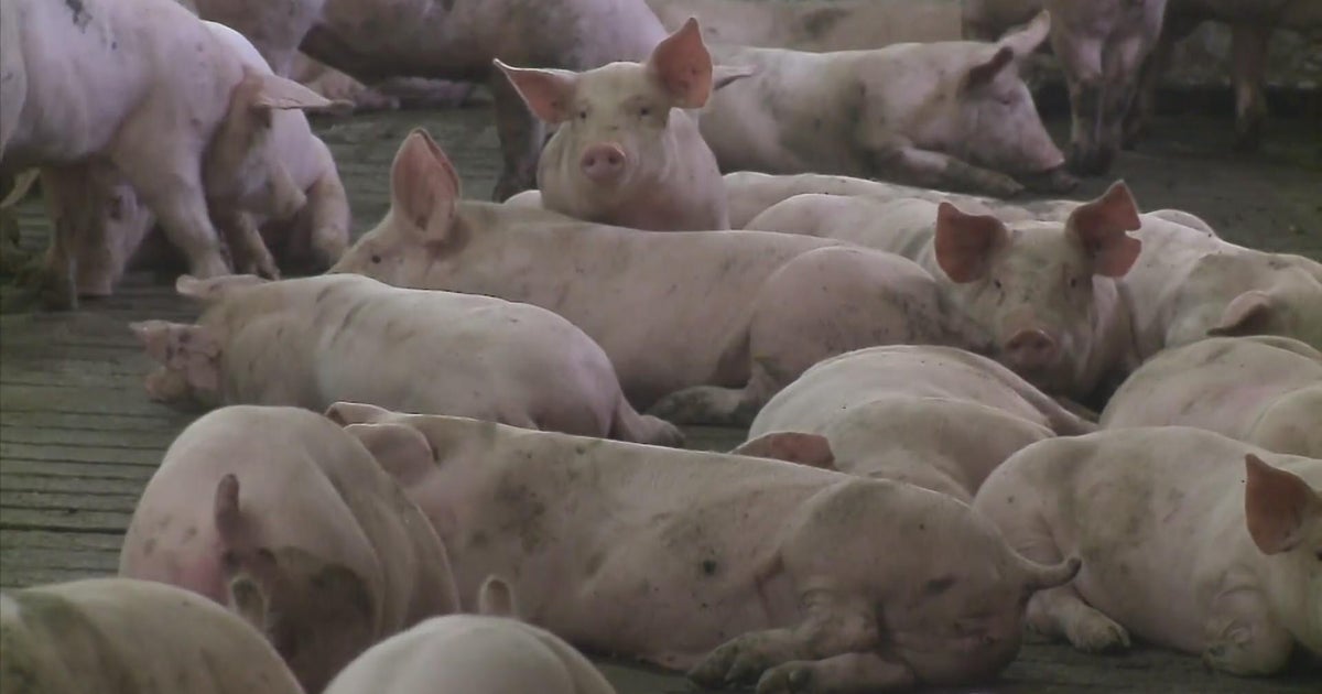 Windom plant closure could leave 1,000+ workers out of a job CBS