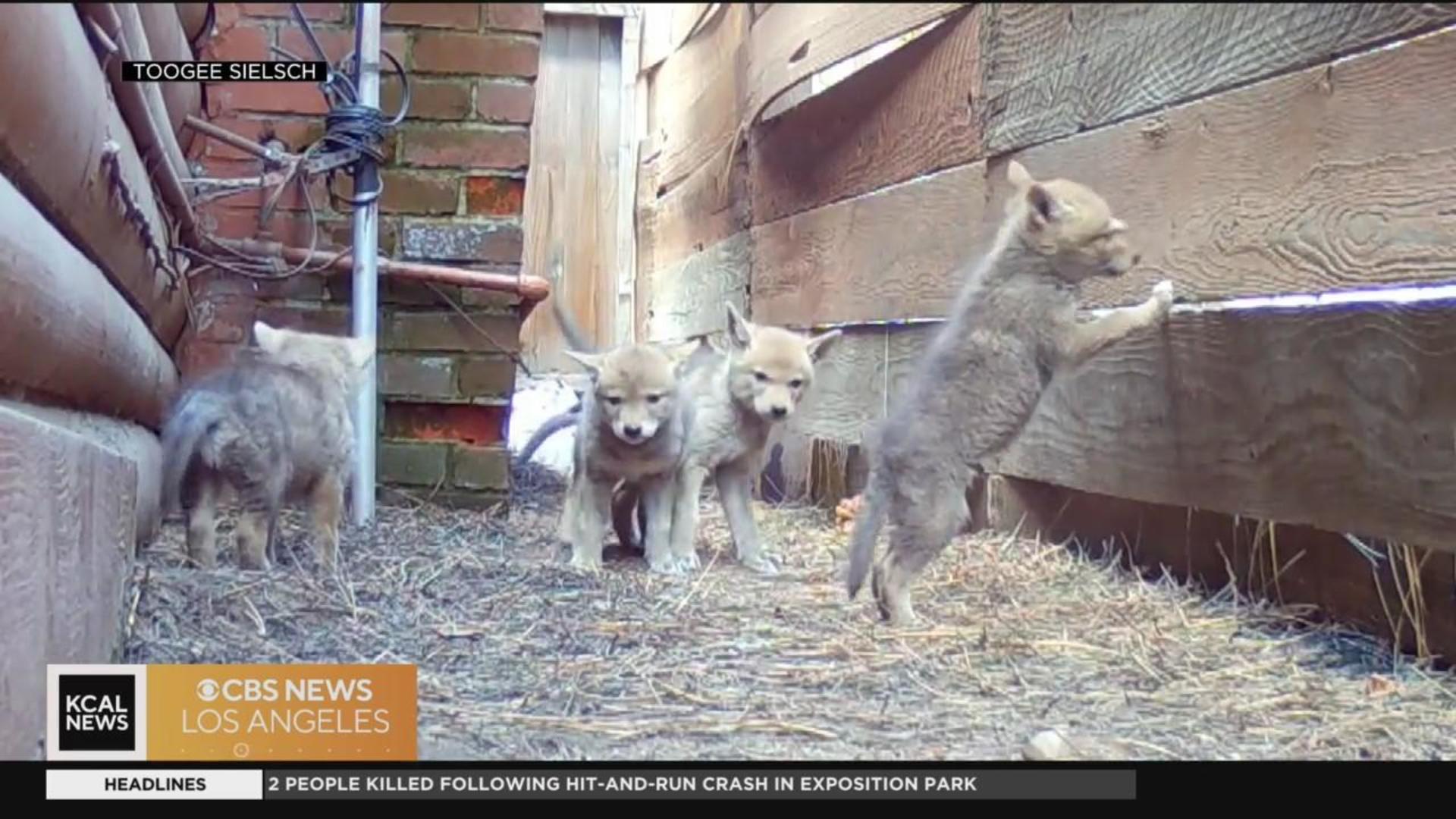 Coyotes kill three small dogs over weekend in San Fernando Valley - CBS Los  Angeles