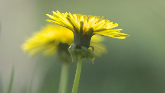 dandelionstakeover-pkg-frame-2291.jpg 