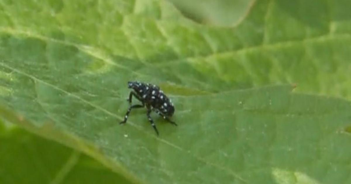 Nuisance spotted lanternflies impacting Maryland wineries and vineyards