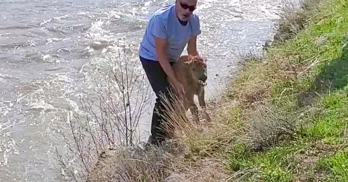 Man pleads guilty to disturbing baby bison that later had to be killed by rangers at Yellowstone