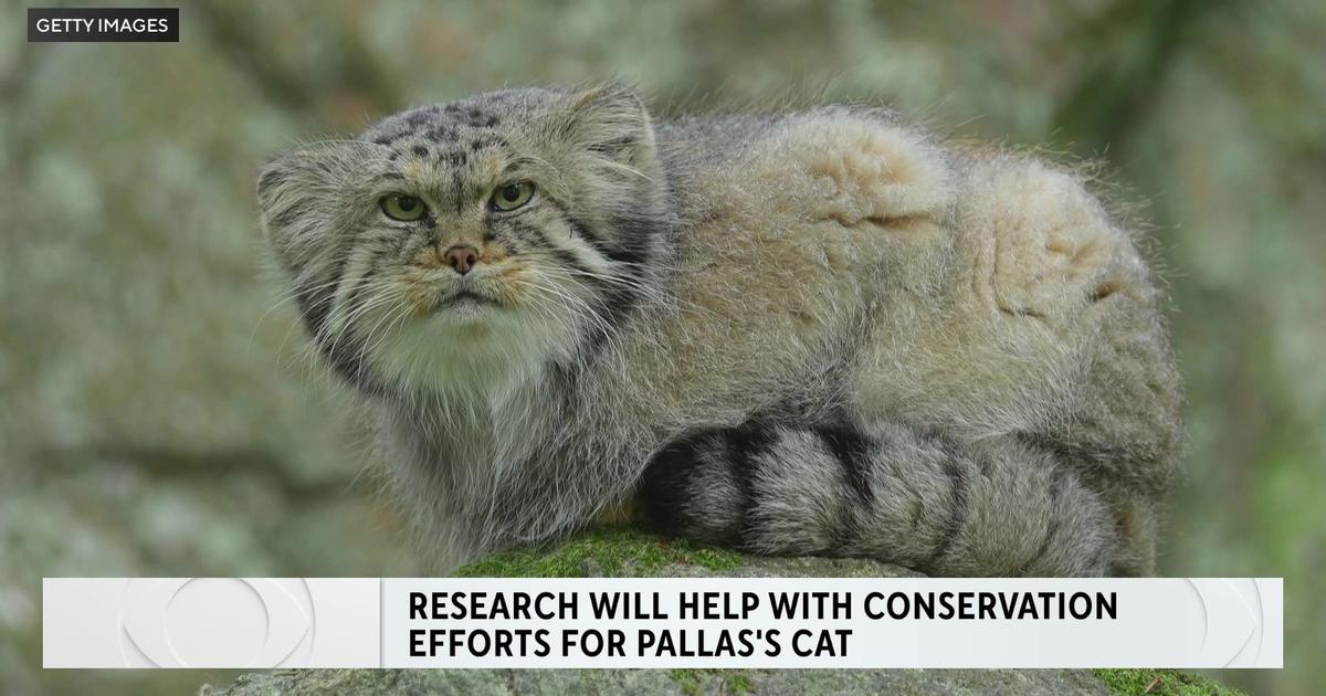 Pallas's cat