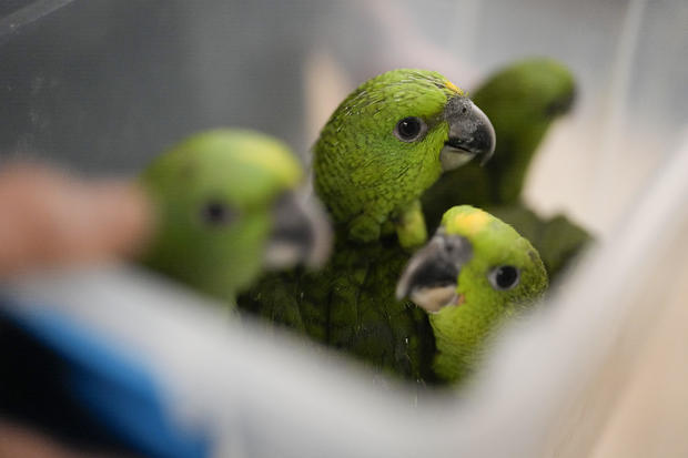 Parrot Trafficking 