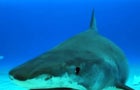 cbsn-fusion-american-tourist-loses-foot-in-shark-attack-off-turks-and-caicos-islands-thumbnail-1999326-640x360.jpg 