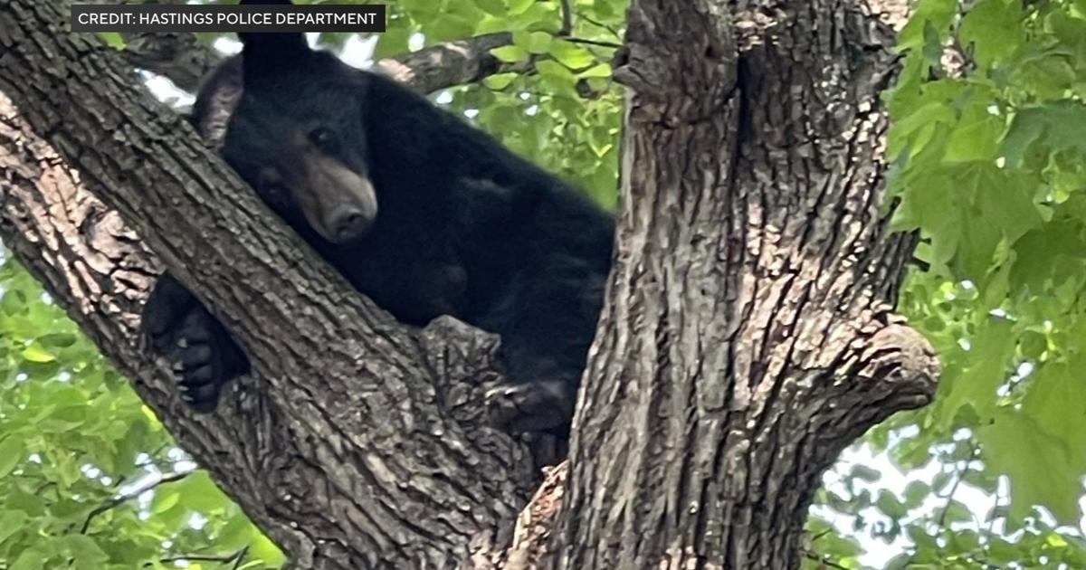 Bear spends the day sleeping in tree in Hastings - CBS Minnesota