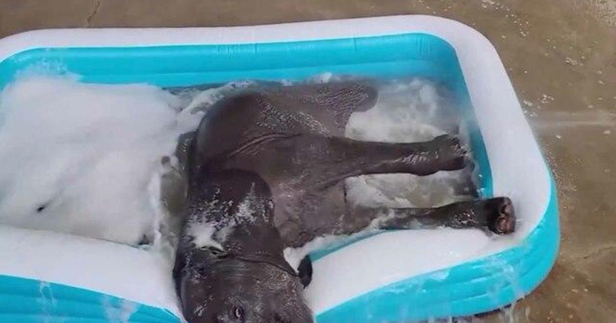 900-pound baby elephant plays in bubble bath