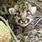 Mountain lion gives birth to all-female litter of kittens in wilderness near LA