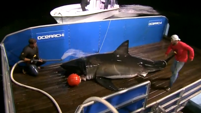 Great White Sharks seasonally gather off the coast of Guadalupe Island; divers dive inside cages off the boat Nautilus Explorer in order to safely swim with the sharks on September 15, 2016.