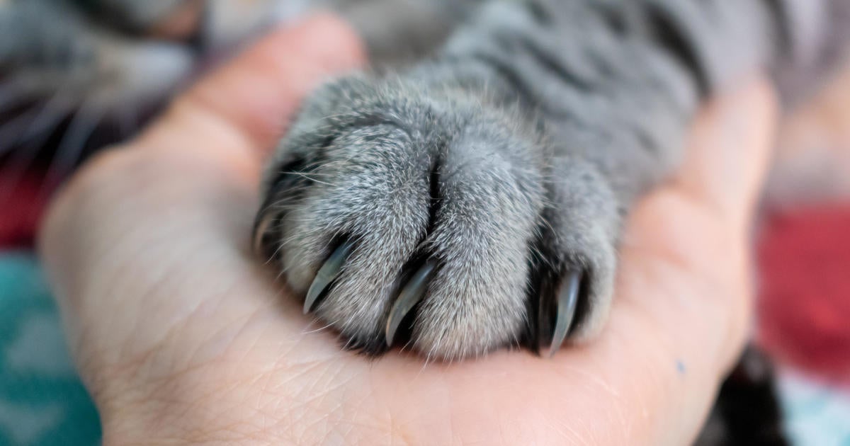 More than a dozen cats dead or sickened by bird flu in raw pet food, FDA says More than a dozen cats dead or sickened by bird flu in raw pet food, FDA says