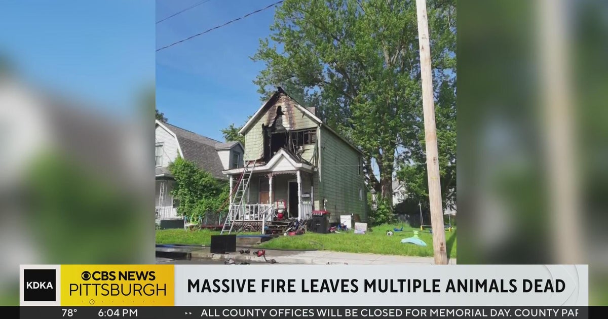 Multiple animals dead after house fire in New Castle CBS Pittsburgh