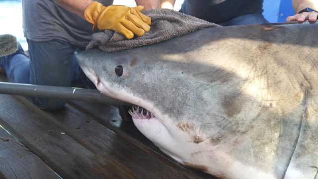 Great white shark stranded in shallow water in Australia rescued by locals — with an assist from an 11-year-old boy