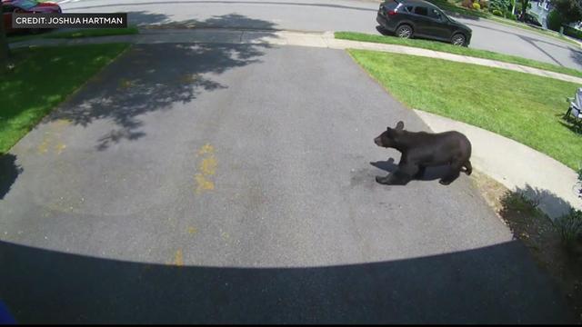 Surveillance video shows a black bear walking across a residential driveway. 