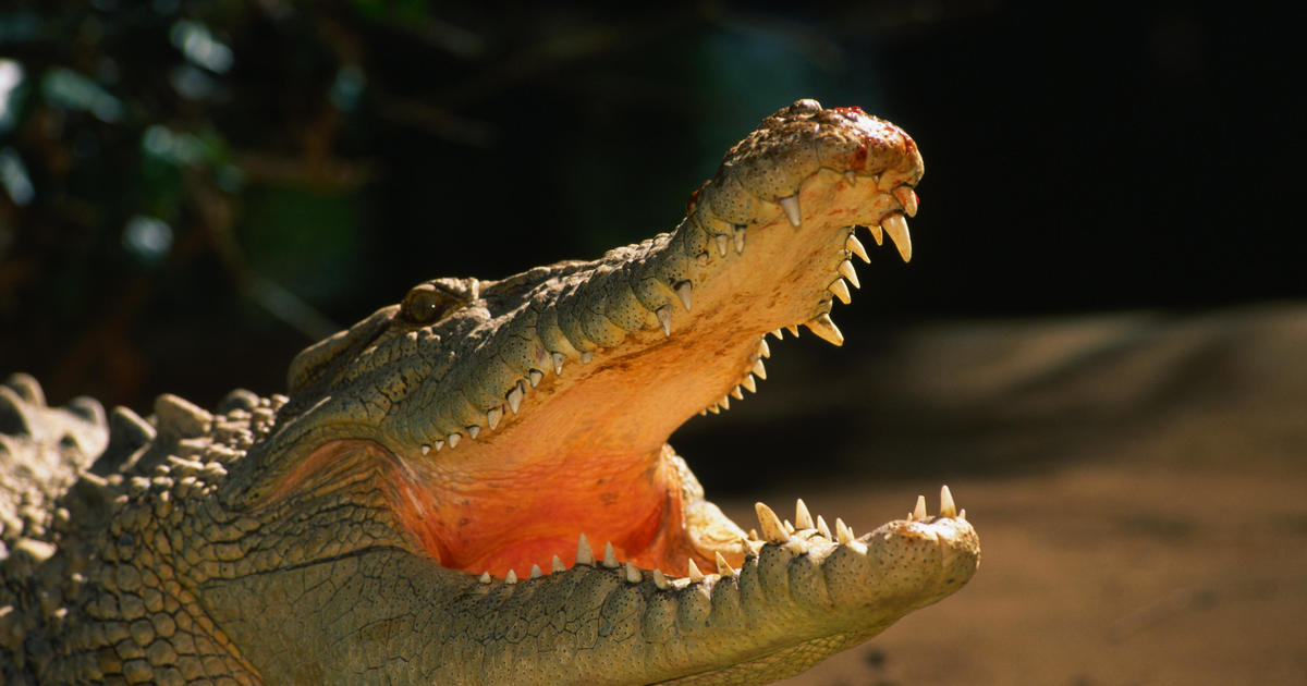 Snorkeler survives crocodile attack by prying its jaws off of his head