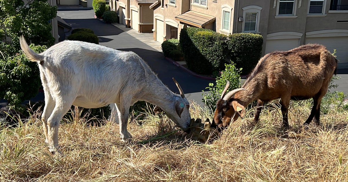 California overtime law could mean end of some grazing goats in Sacramento region