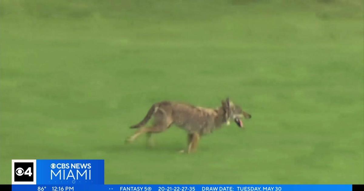Coyote noticed roaming all-around North Perry Airport