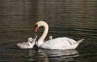 Two swans swimming in lake,Manlius,New York,United States,USA 