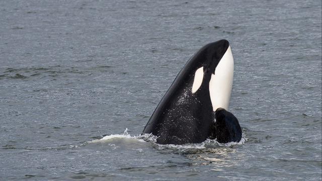 cbsn-fusion-killer-whales-boat-attacks-orca-thumbnail-2015361-640x360.jpg 