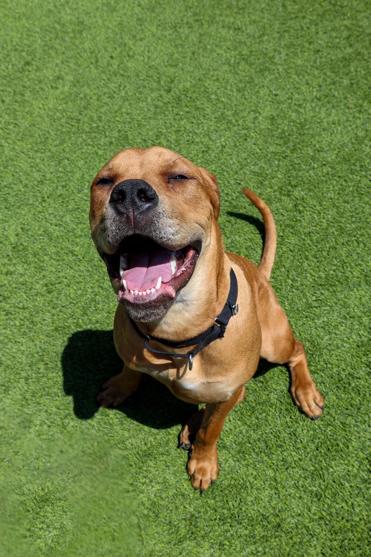 PAWS Pet of the Week: Lil Bit - CBS Chicago