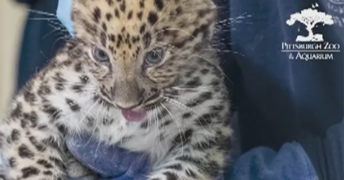 Pittsburgh Zoo gives Amur leopard cubs a ‘clean bill of health’ at latest checkup