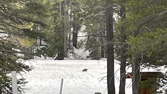 A suspected wolverine spotted in Yosemite 