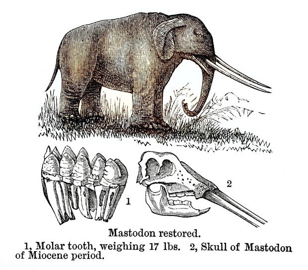 Mastodon restored with skull 