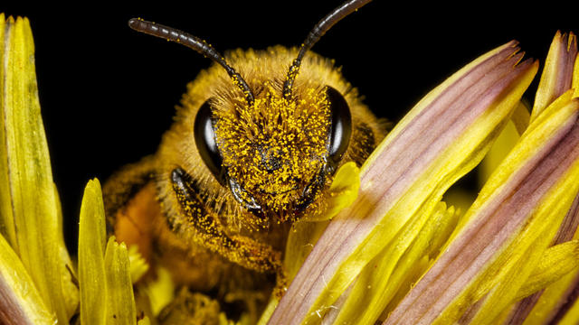 Extreme close-up of honey bee (apis mellifera) 