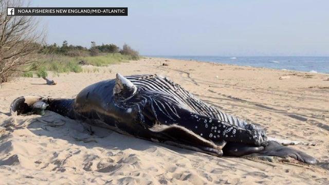 A dead whale lays on a beach. 