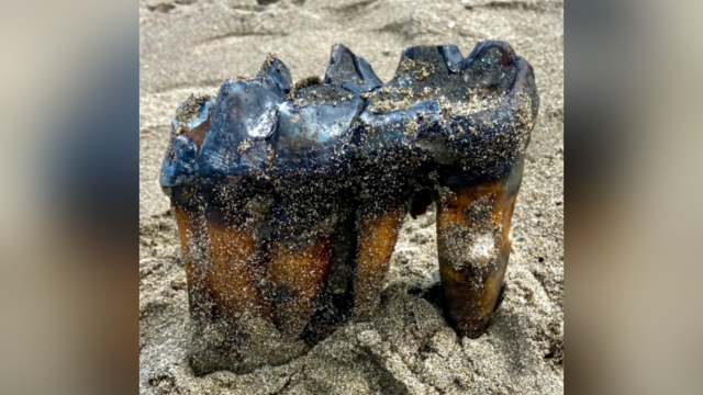 California Beach Mastodon Tooth 