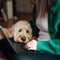 Want the best pet insurance? Don't apply during these 3 times