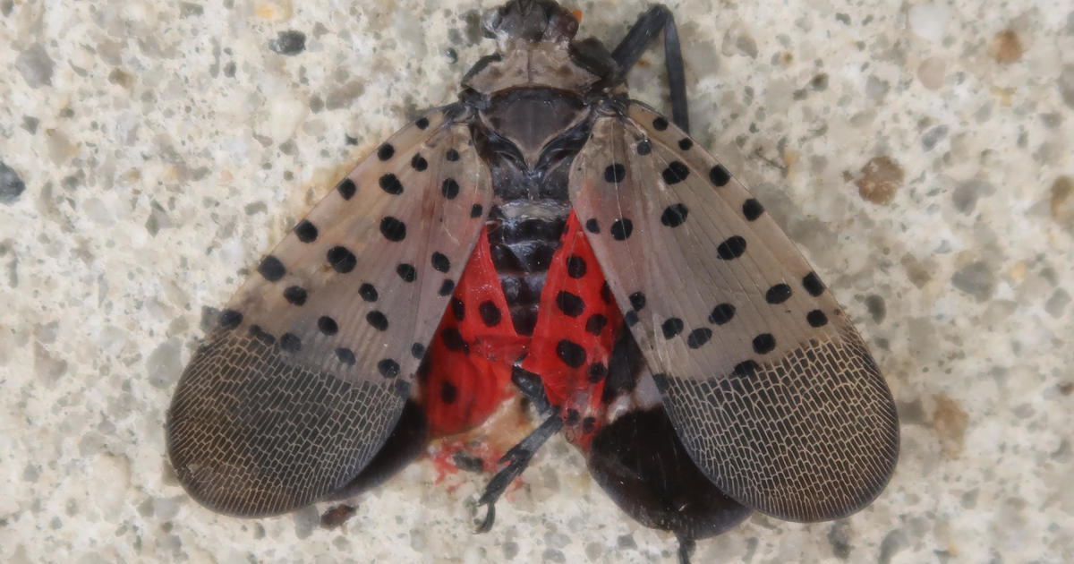 The spotted lanternfly has been an invasive species in the U.S. for years. Now it may have a natural predator.