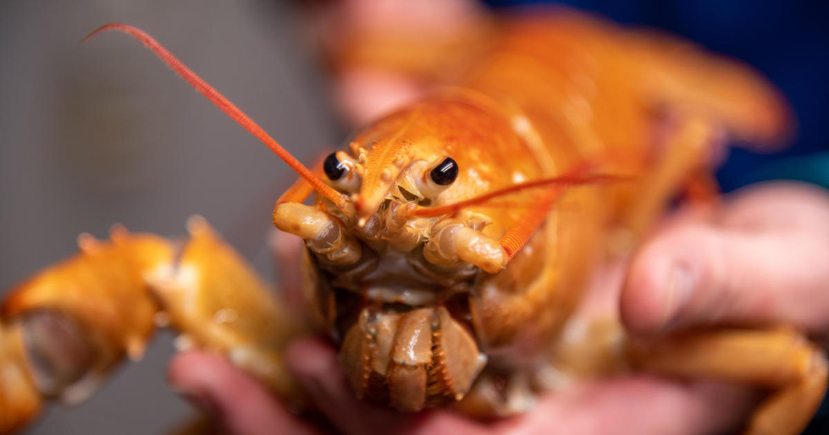  This rare orange lobster is a one in 30 million find, experts say — and it only has one claw