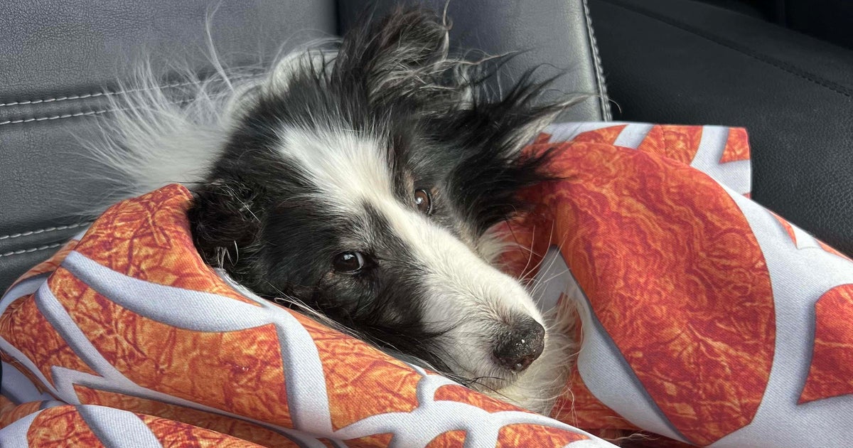 Colorado dog rescued after 5 weeks in woods of Summit County: owner ...